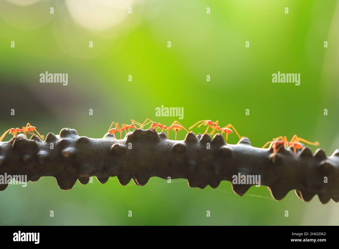 Weaver ants or green ants walk and transmit social signals on the branch, the sun setting in the background. Close-up. Stock Photo
