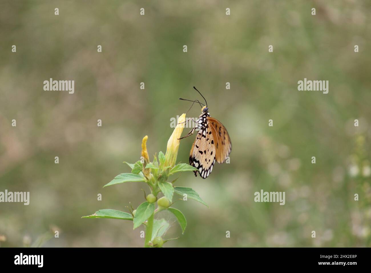 A yellow butterfly perched on a flower Stock Photo