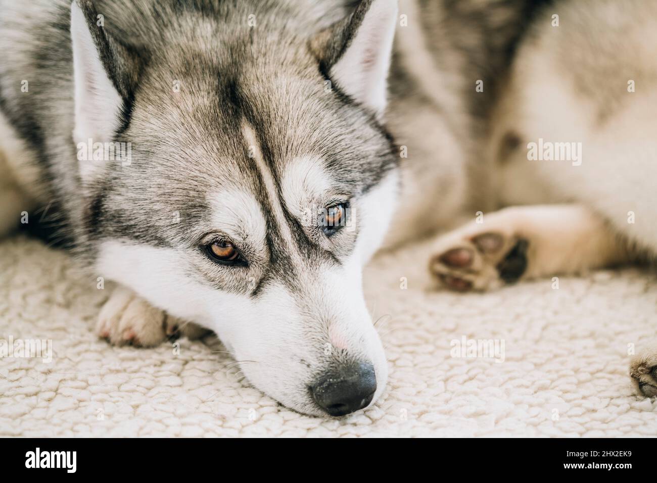 Gray Adult Siberian Husky Dog (Sibirsky husky) sleeping in his bed