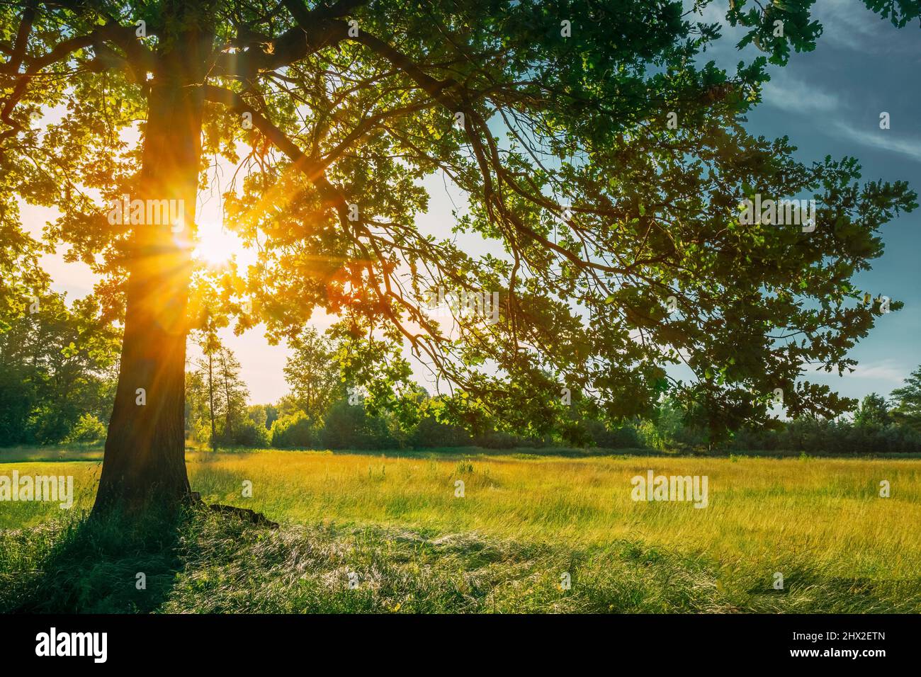 beautiful oak tree photography