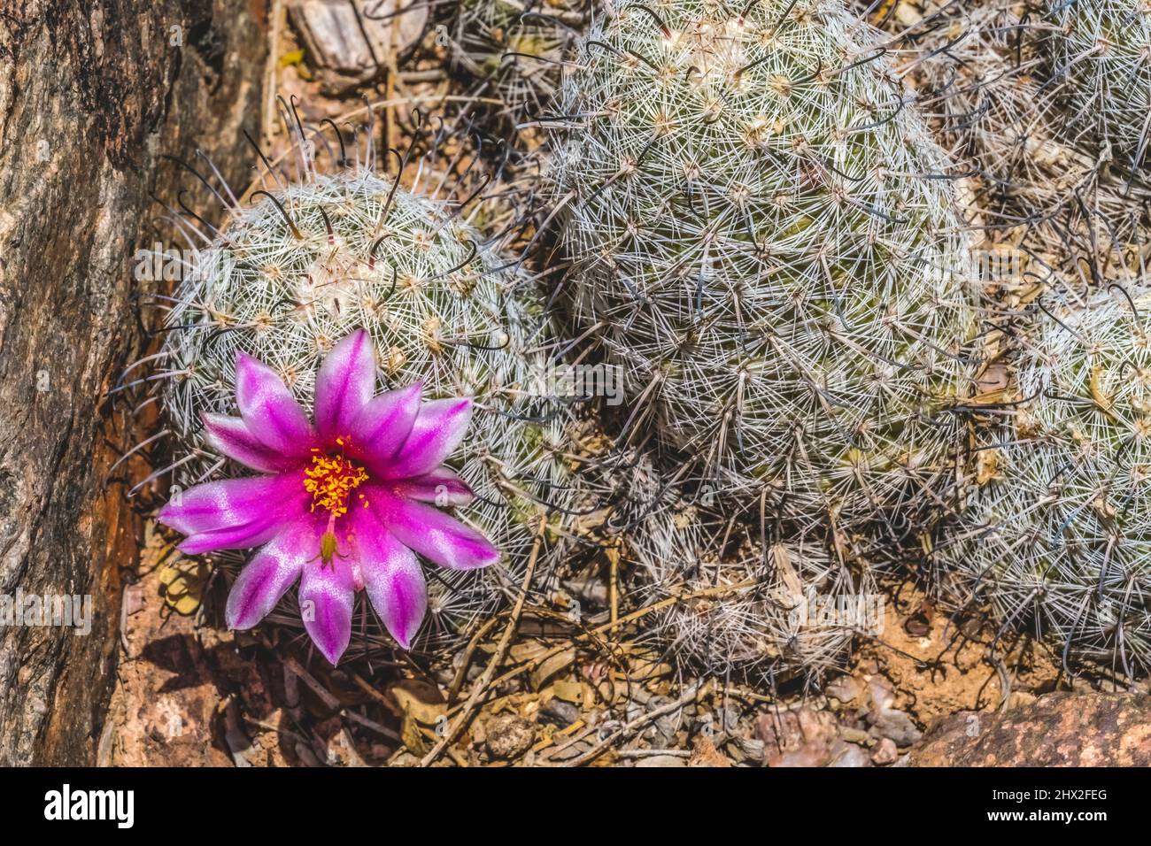 Pink Blossom Graham's Nipple Pincushion Nipple Cactus Blooming Macro