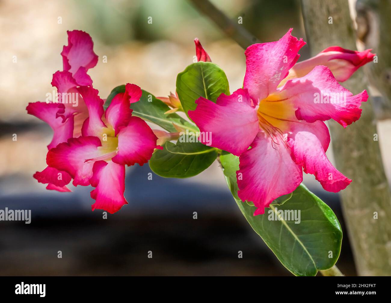 Colorful Pink Desert Roses Blooming Desert Botanical Garden Phoenix