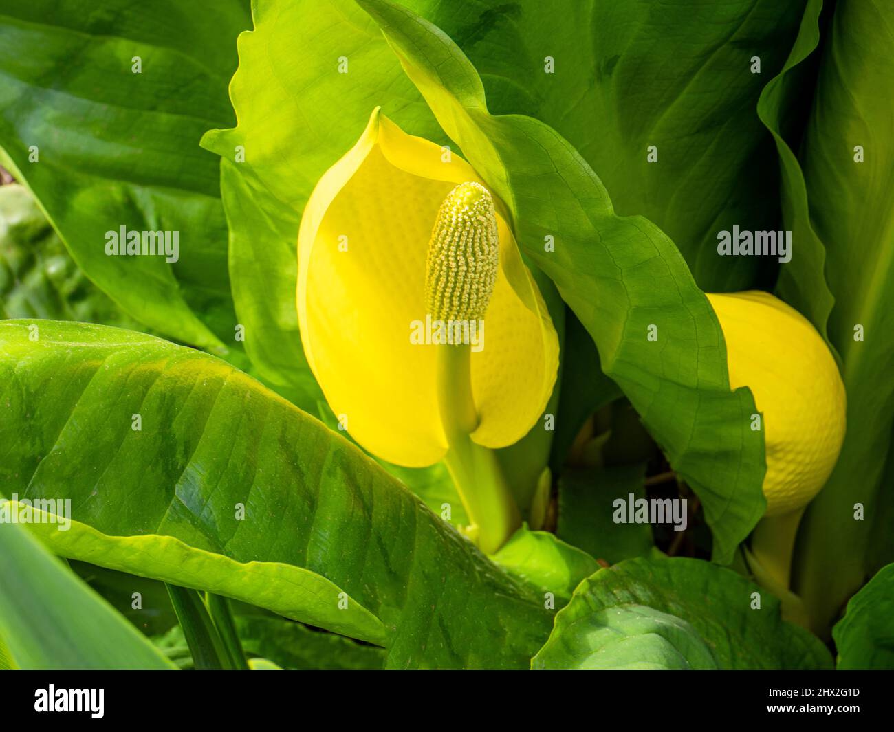 Yellow Calla Lily outdoors surrounded by green leaves in Richmond Park, London Stock Photo