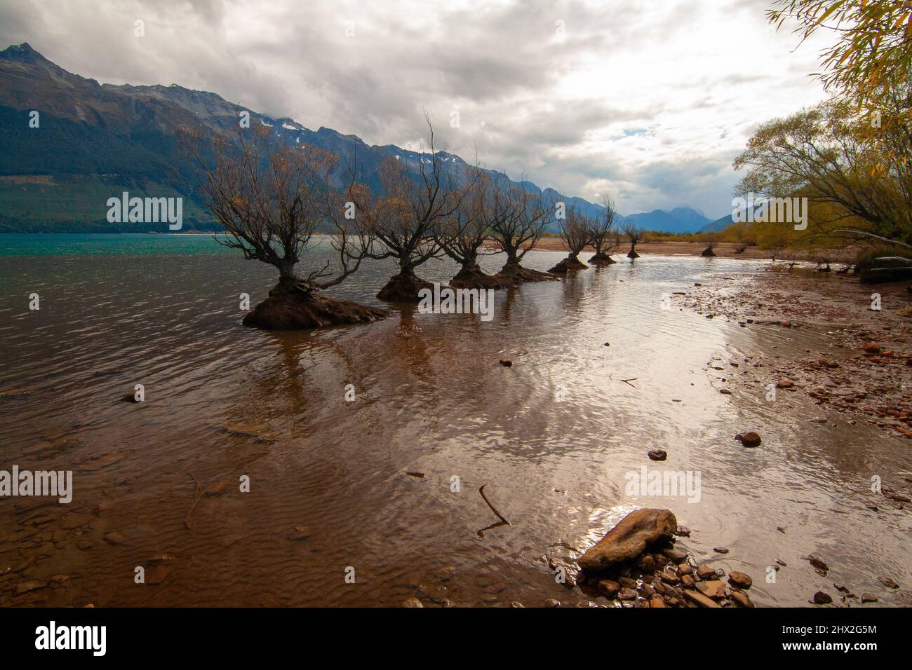 Willow trees growing in Lake Wakatipu, Glenorchy New Zealand, South Island Stock Photo