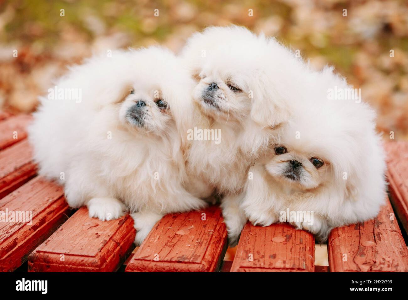 Three White Puppies Pekingese Pekinese Peke Whelps Puppy Dog Sitting On Wooden Bench In Autumn Park. Stock Photo