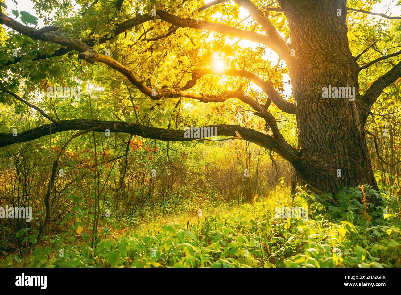 Sunshine sunlight sunny hi-res stock photography and images - Alamy
