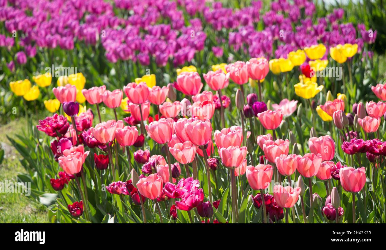 Pink color tulip flowers bloom in the garden Stock Photo Alamy