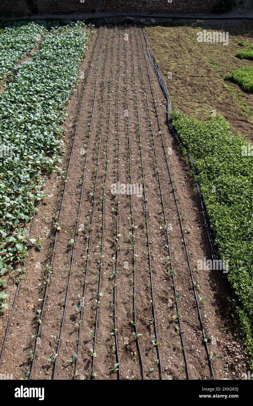 Irrigation system using sprinklers in a cultivated field for Watering. Stock Photo