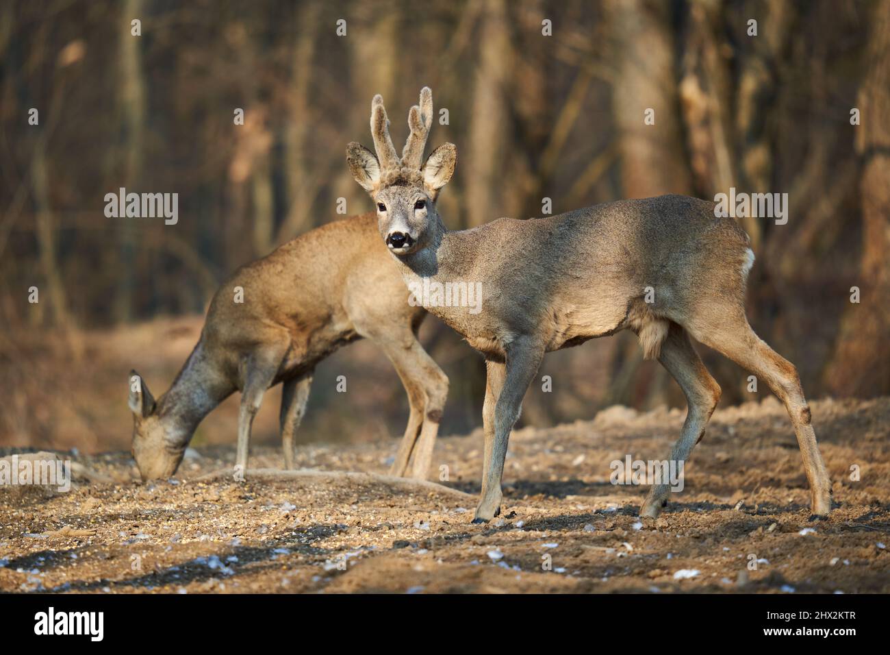 Roe deer couple with female and roebuck male foraging for food in the ...