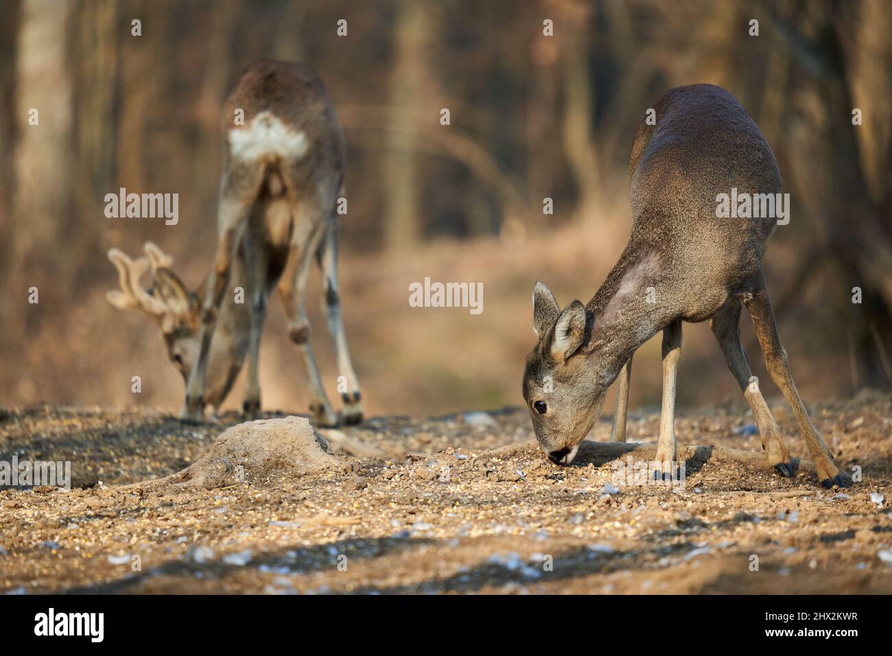 Roe deer couple with female and roebuck male foraging for food in the ...