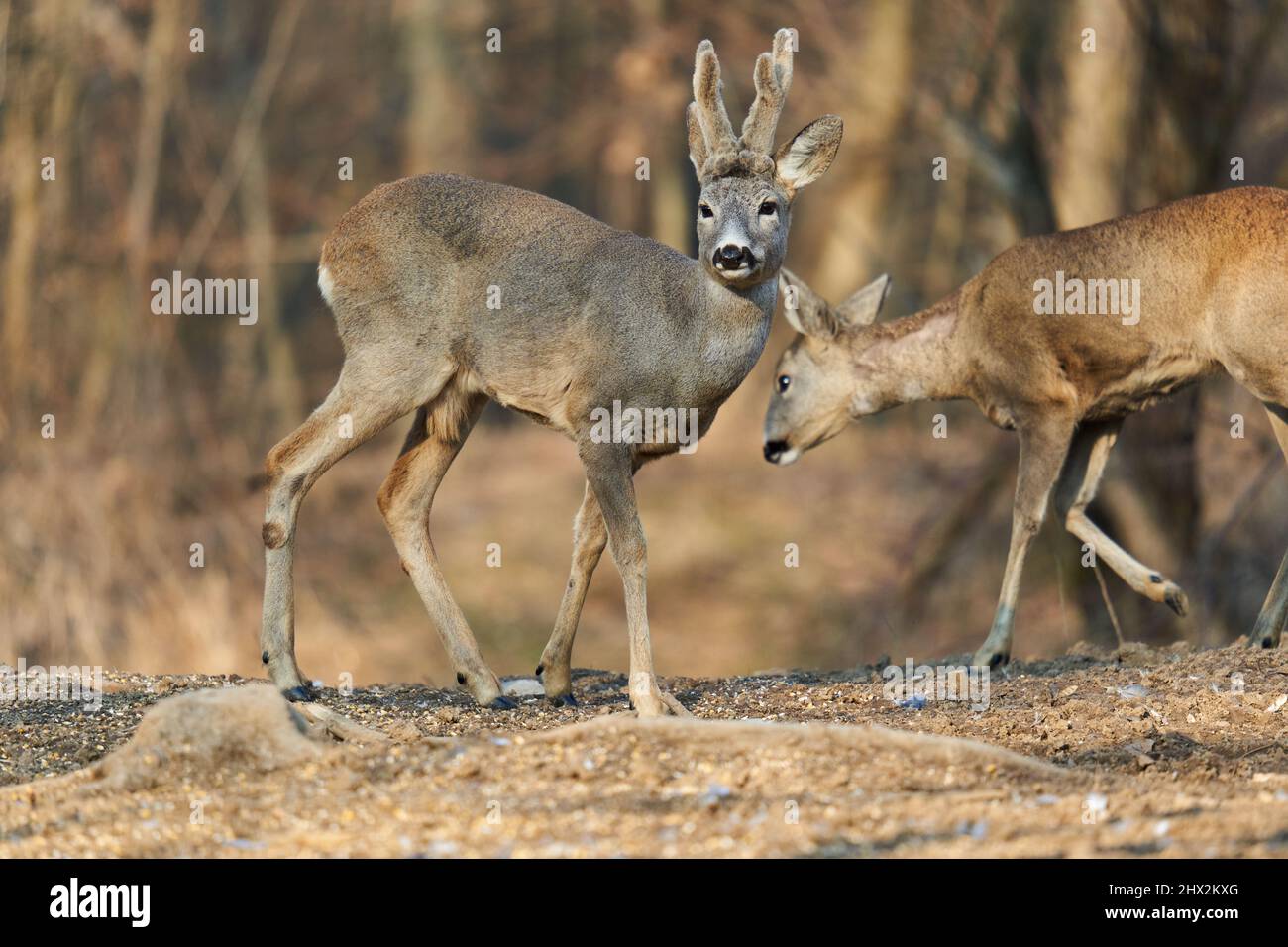 Roe deer couple with female and roebuck male foraging for food in the ...