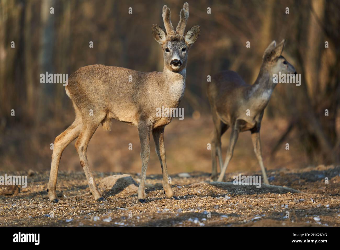 Roe deer couple with female and roebuck male foraging for food in the ...