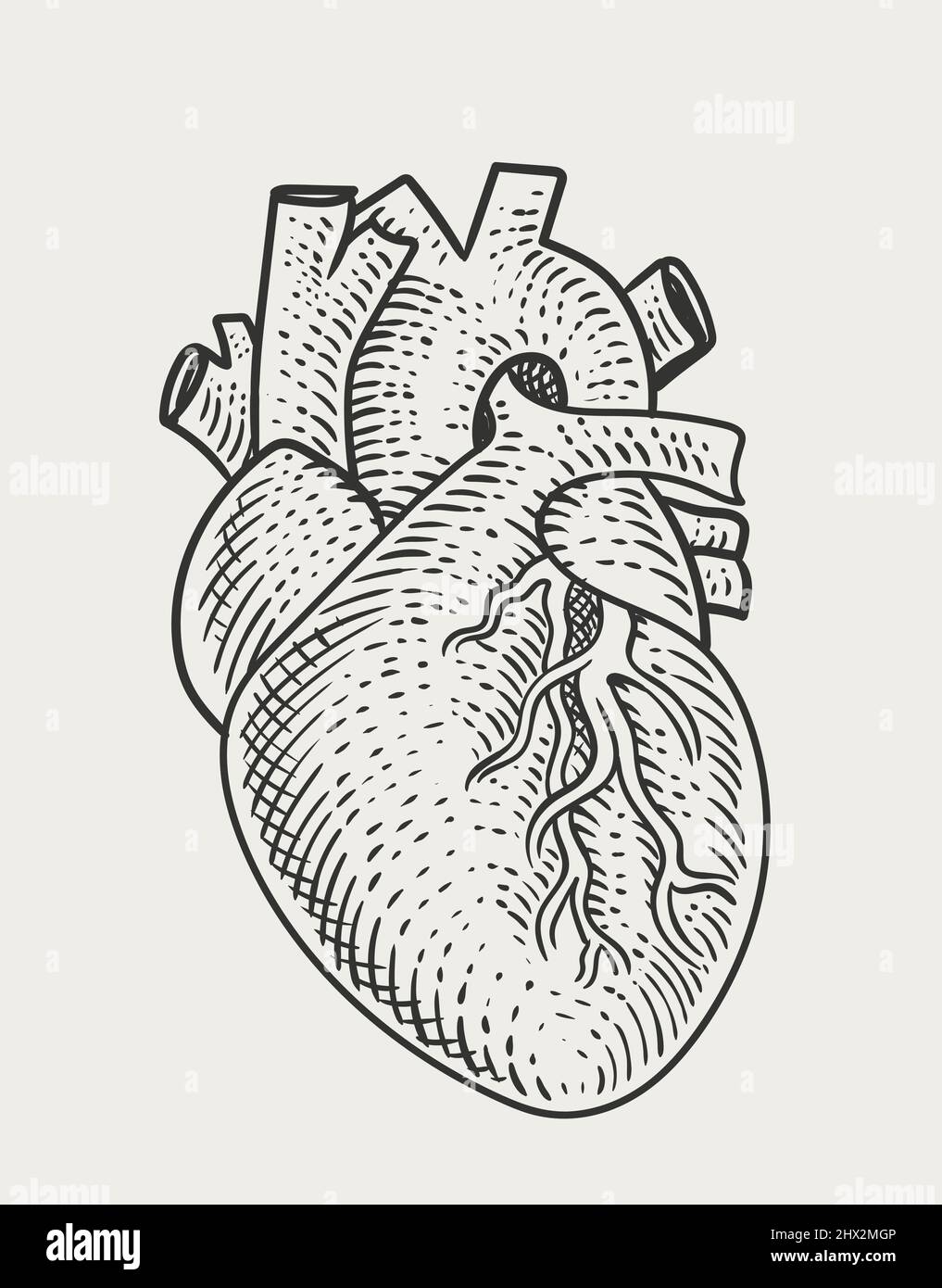 Anatomical heart stencil style with dripping Vector Image