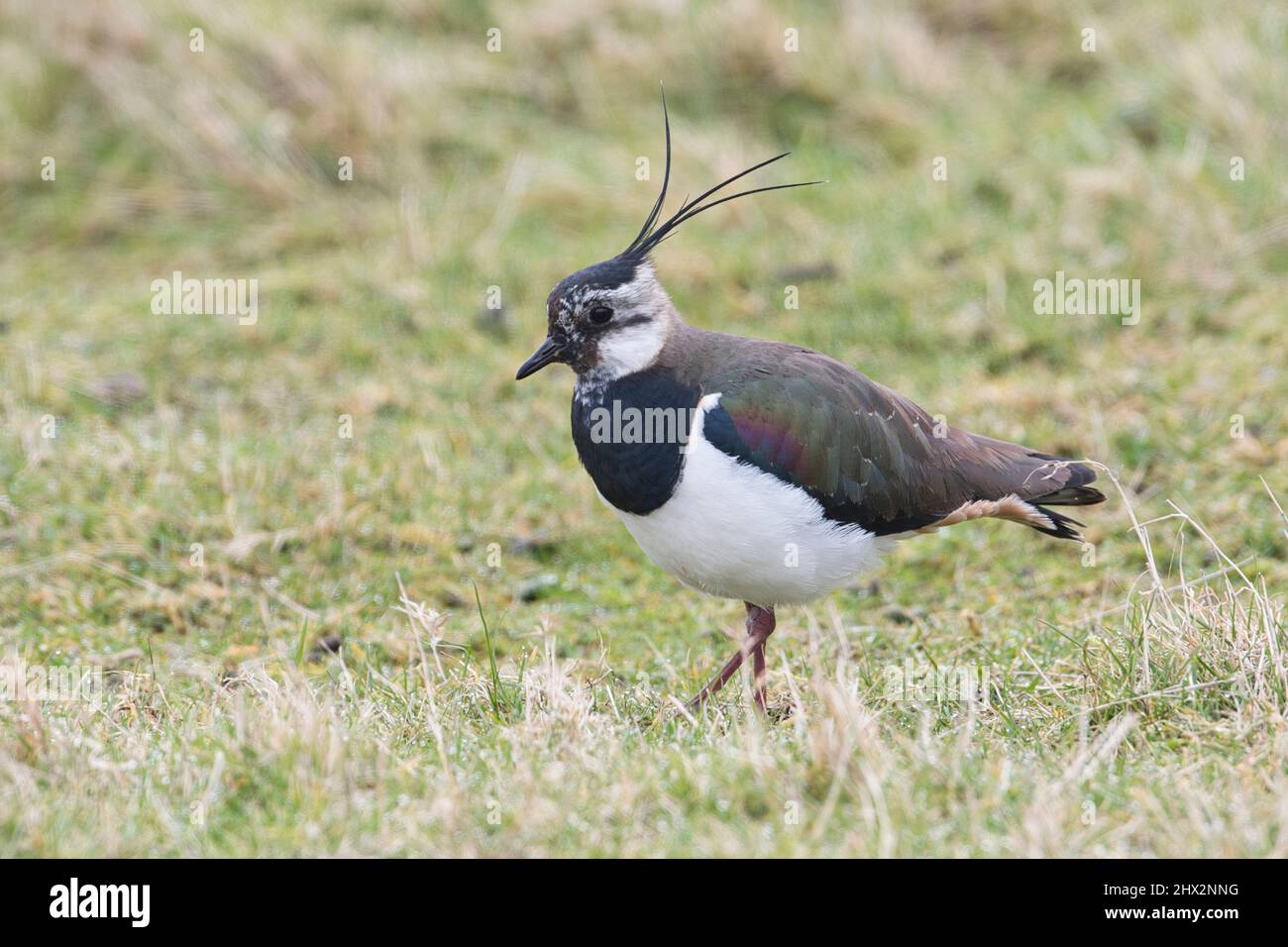 Male lapwing (Vanellus vanellus), told by the longer crest than the female Stock Photo