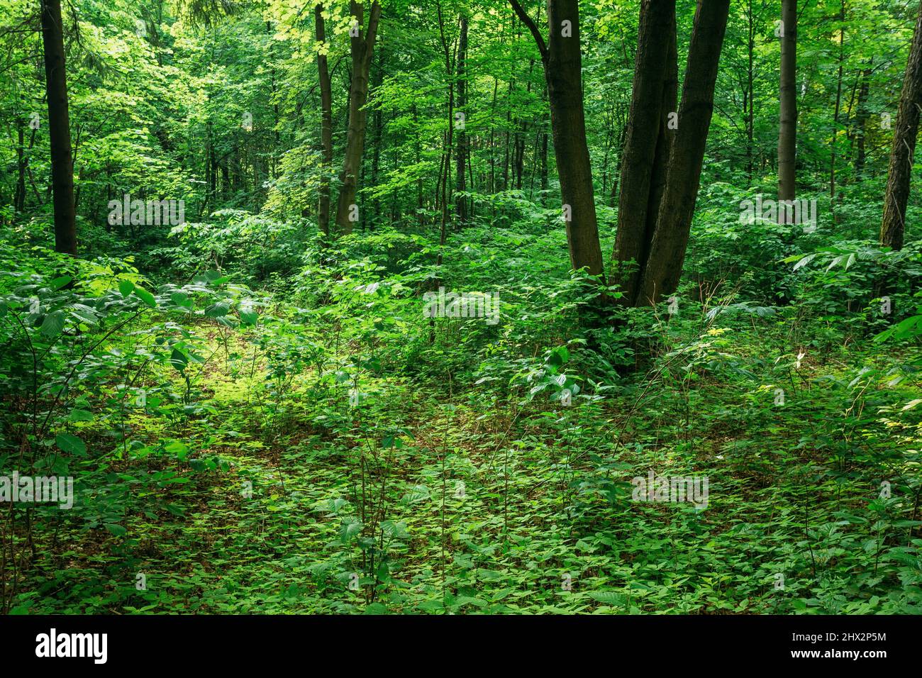 Deciduous beautiful hi-res stock photography and images - Alamy