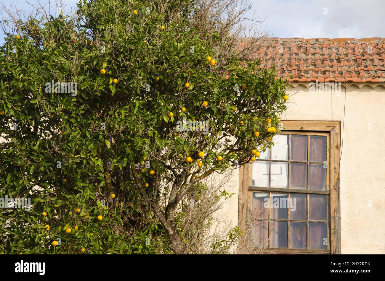 Sweet orange Citrus sinensis nex to a house. Las Tricias. Garafia. La Palma. Canary Islands. Spain. Stock Photo