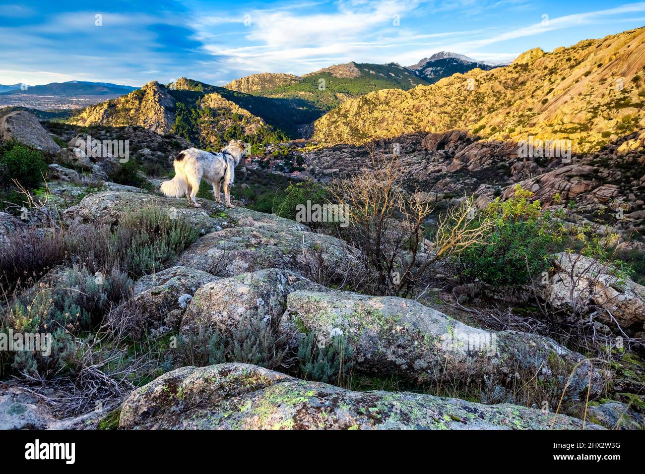 White dog on a rock watching the landscape of The Pedriza regional Park. Guadarrama Mountains. Madrid. Spain. Europe. Stock Photo