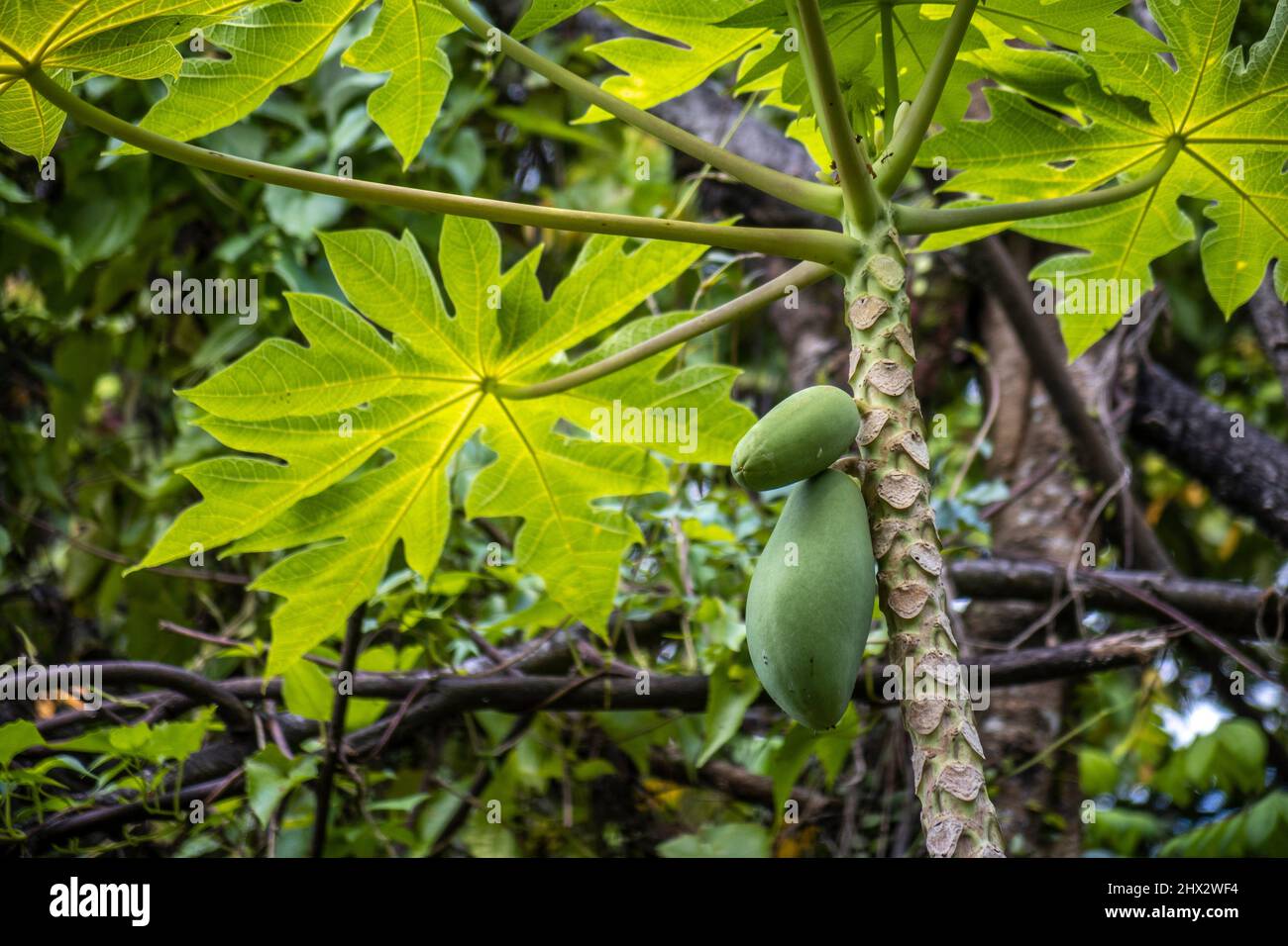 Papaya trees at Pusat Jagaan Damai Nursing Home) for elderly