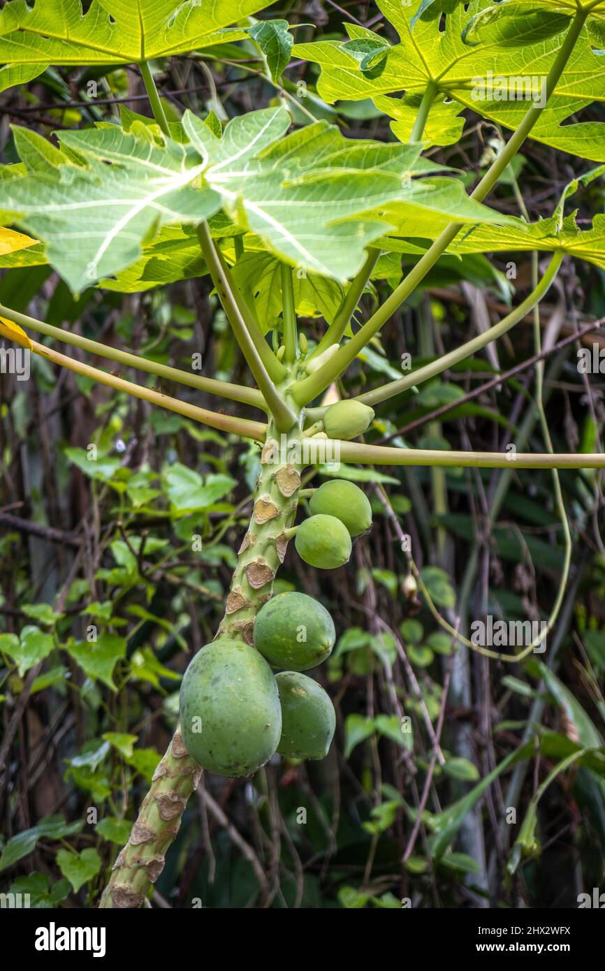 Papaya trees at Pusat Jagaan Damai Nursing Home) for elderly