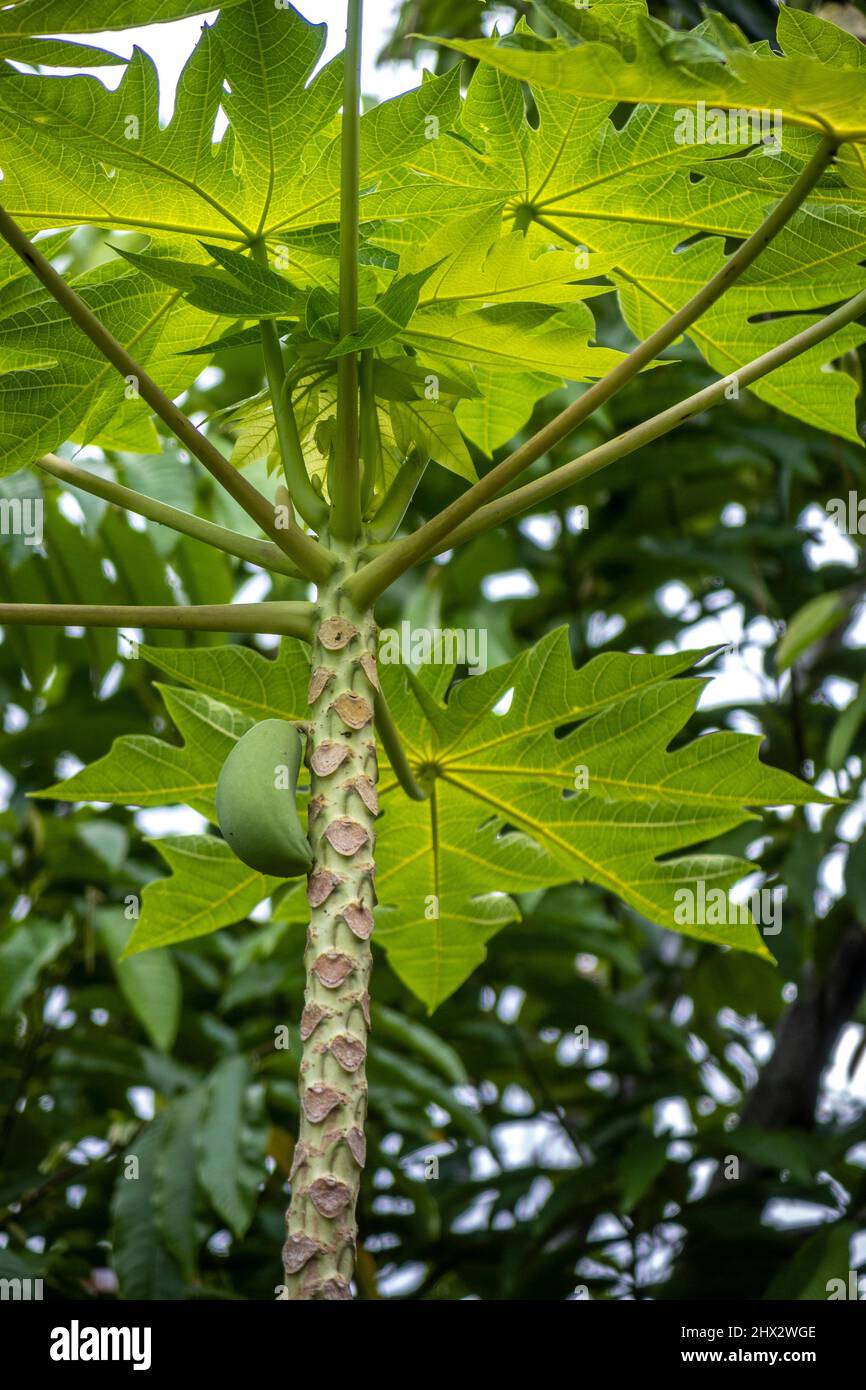 Papaya trees at Pusat Jagaan Damai Nursing Home) for elderly people in Kuching, Sarawak