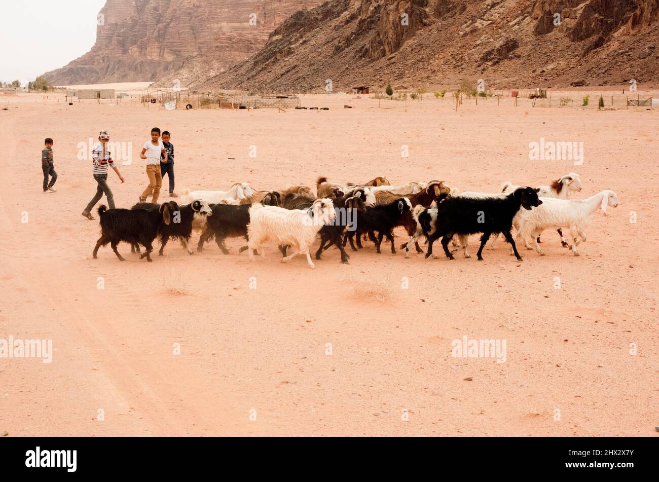 Wadi Rum or Valley of the Moon (UNESCO World Heritage). Visitors center (children with a herd of goats. Jordan. Stock Photo