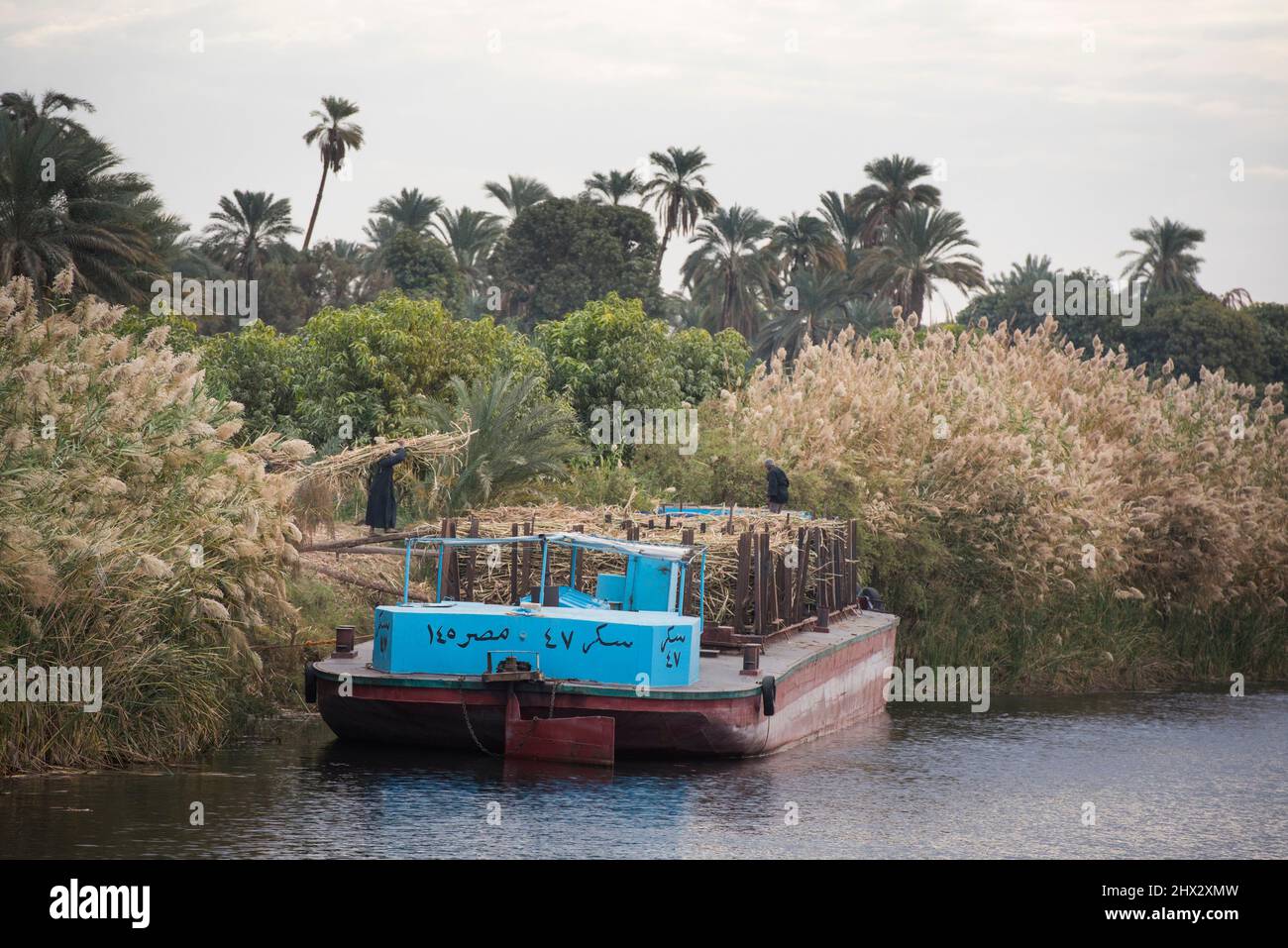 Harvesting sugar cane at the edge of the Nile and loading on a barge to