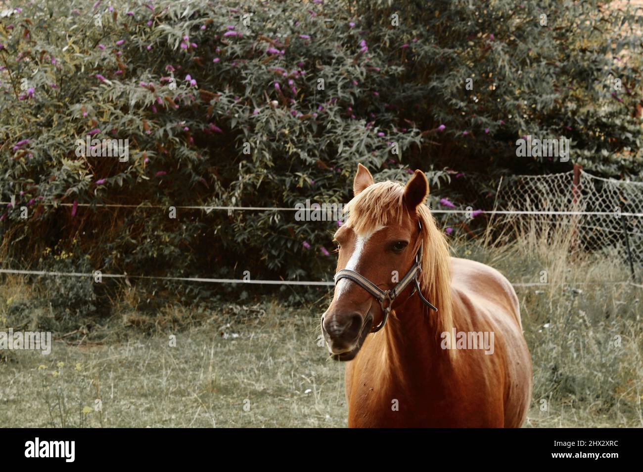 Ein Pony auf einer Weide Stock Photo