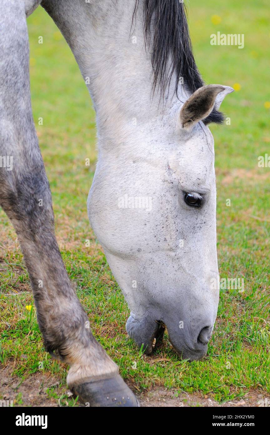 Horse. Navarredonda de Gredos. Ávila province. Castilla y León. Spain Stock Photo