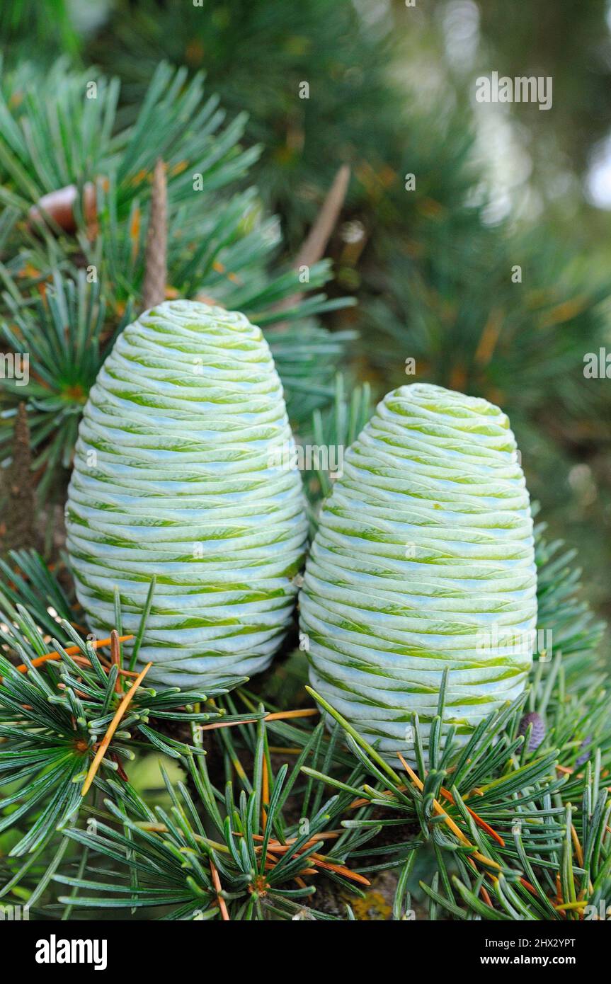 Cedar tree asia hi-res stock photography and images - Alamy