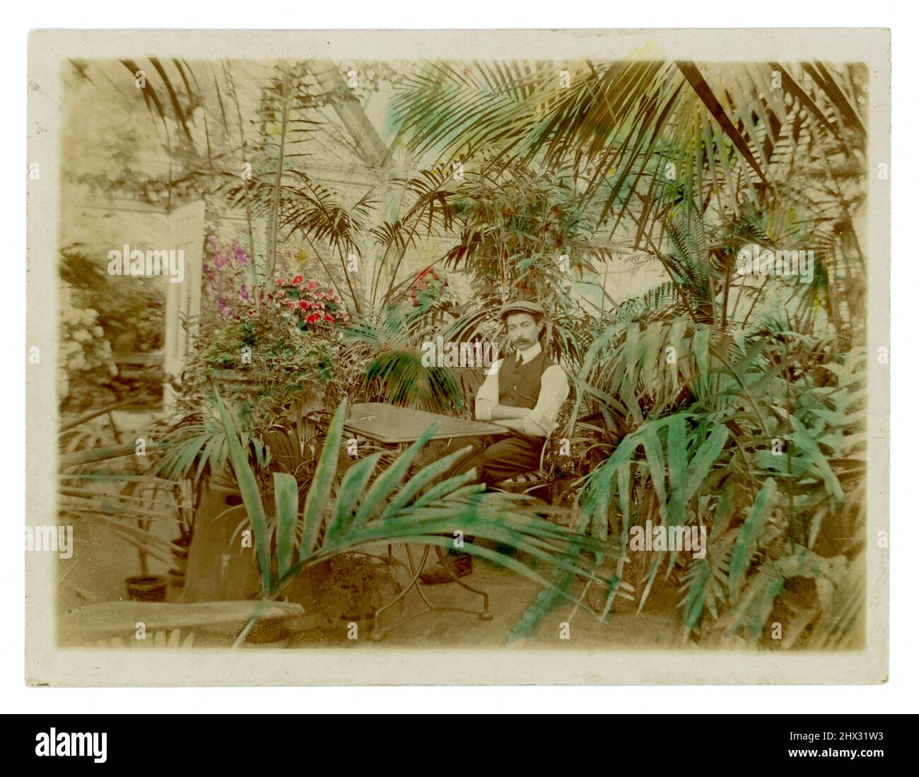 Beautiful original tinted or hand coloured  Edwardian photograph of head gardener wearing a waistcoat and flat cap, seated in a large country house conservatory surrounded by tropical plants - palms circa 1910, U.K. Stock Photo