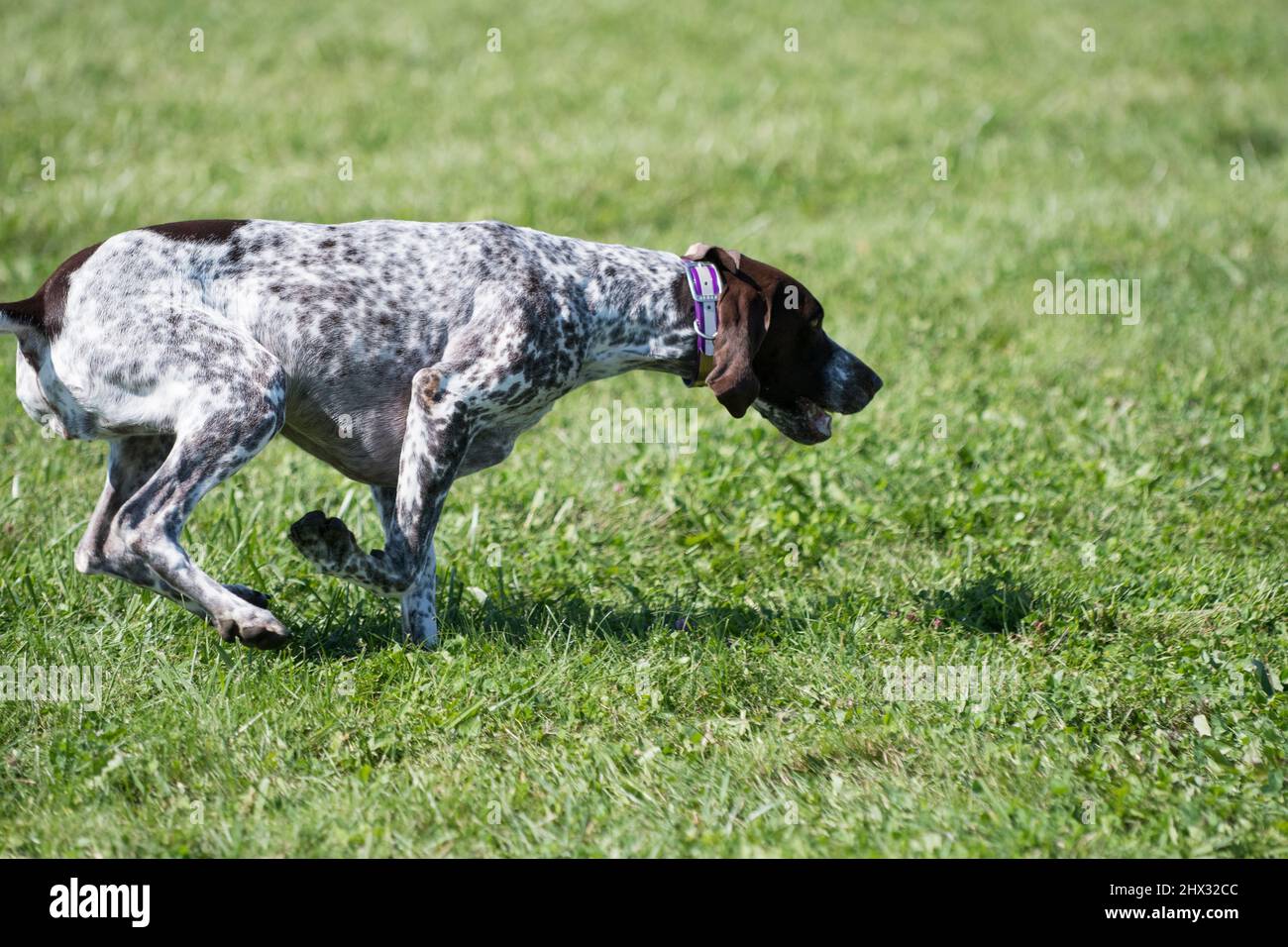 German Shorthaired Pointer chasing the lure Stock Photo