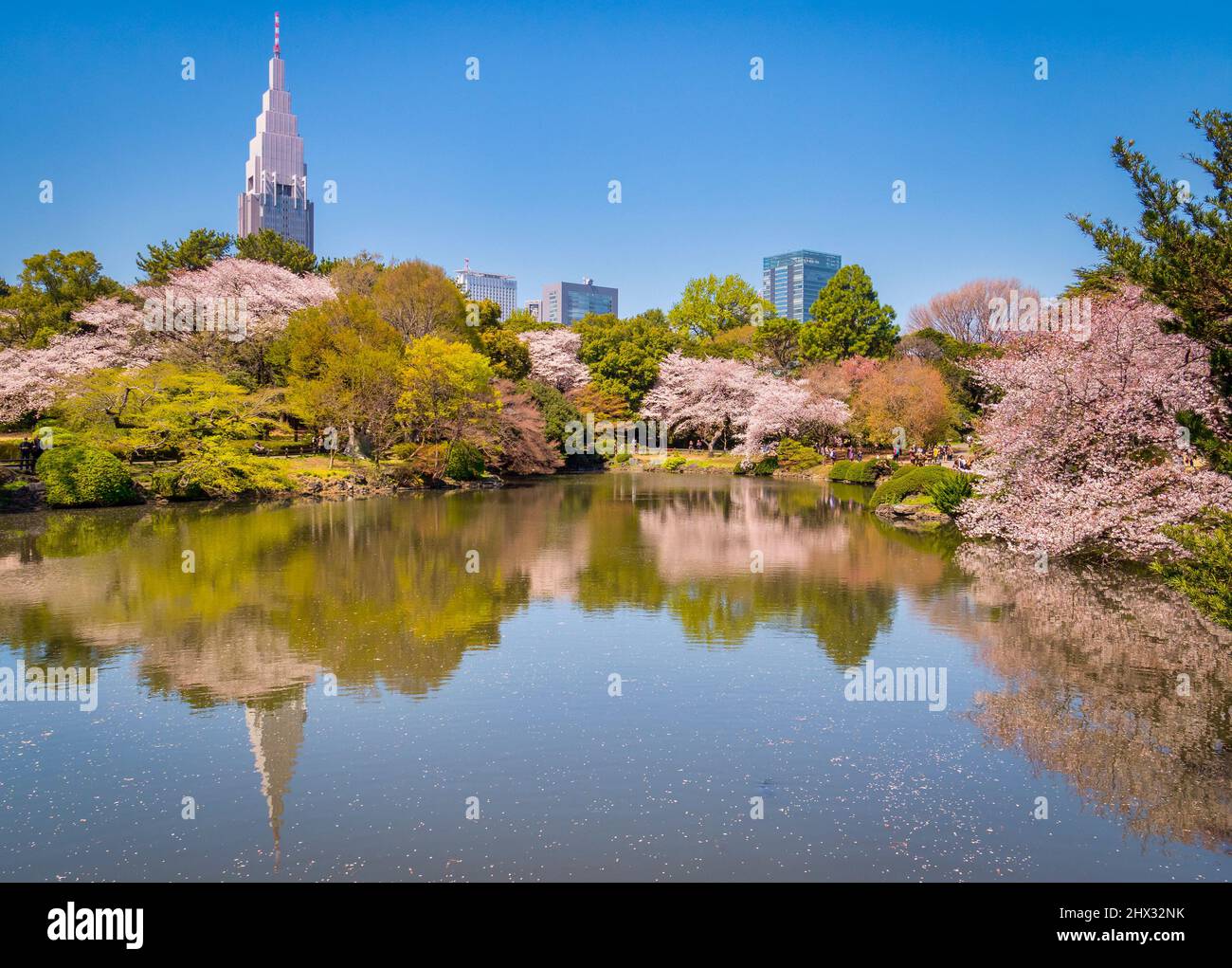 4 April 2019: Tokyo, Japan - Cherry blossom and Shinjuku buildings reflected in the lake in Shinjuku Gyoen National Garden, Tokyo. Stock Photo