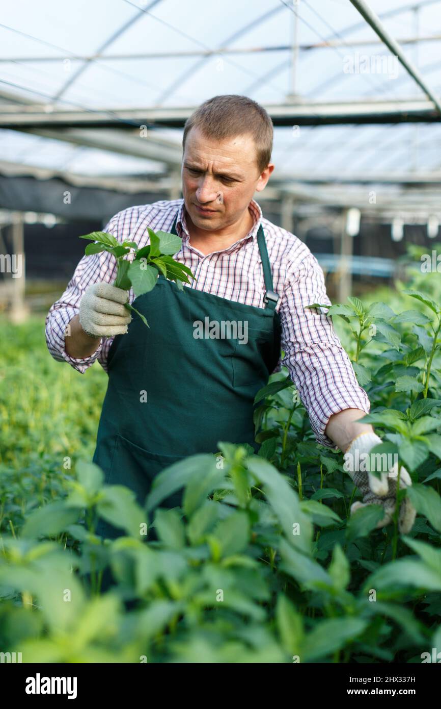 Farmer caring for young jute plants Stock Photo