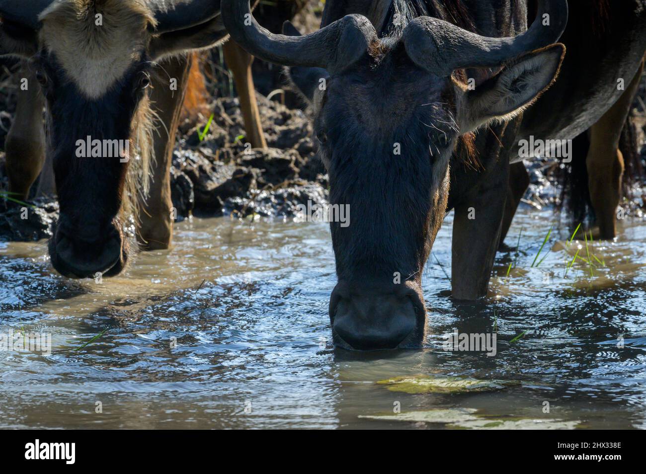 Blue Wildebeest (Connochaetes taurinus) herd drinking water during the great migration, Serengeti National Park, Tanzania. Stock Photo