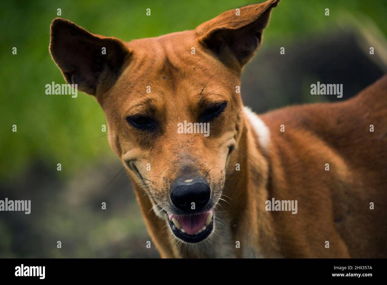 Close up of a smiley dog face puppy Stock Photo
