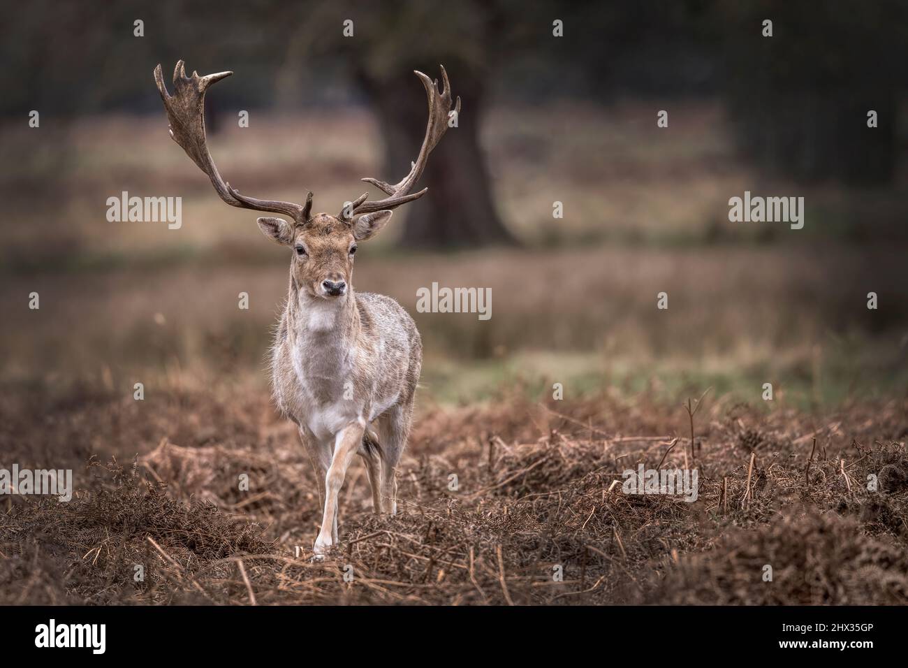 Juvenile stag deer proudly showing off his new set of antlers Stock Photo