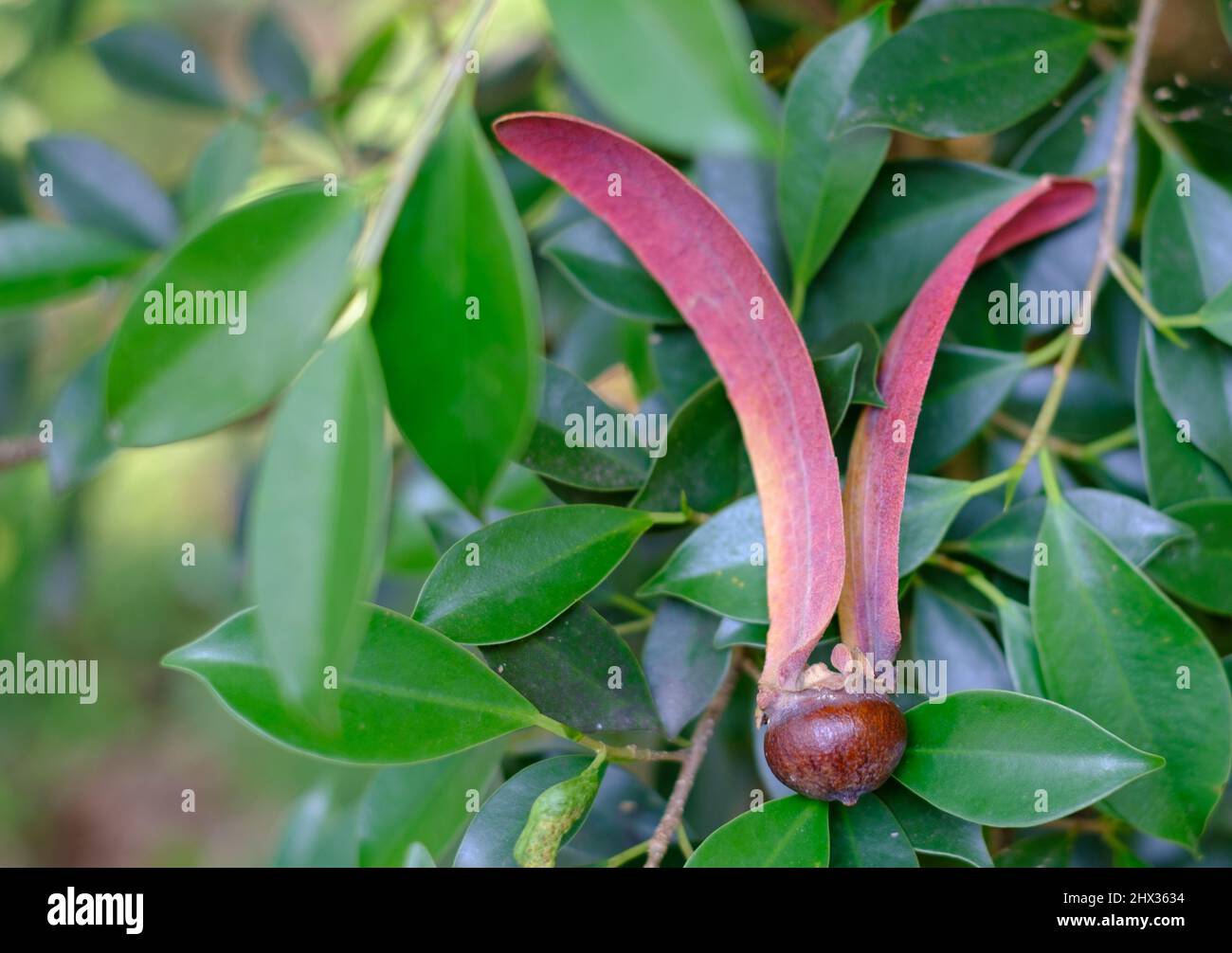 Gurjan, Keruing, Yang Naa seed on green leaf background, scientific name Dipterocarpus alatus Roxb Stock Photo