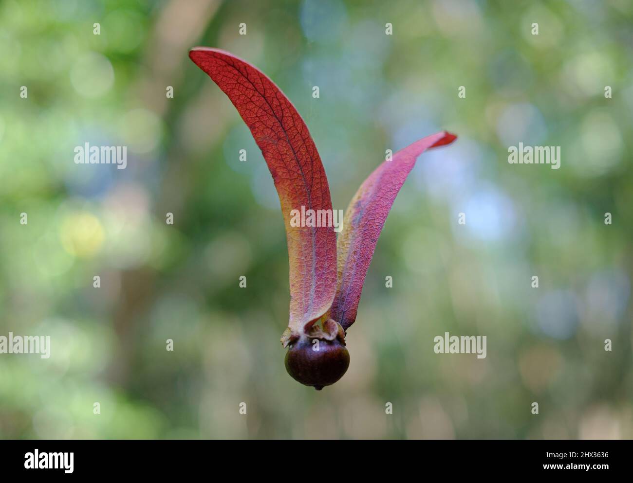 Gurjan, Keruing, Yang Naa seed on blur background, scientific name Dipterocarpus alatus Roxb Stock Photo