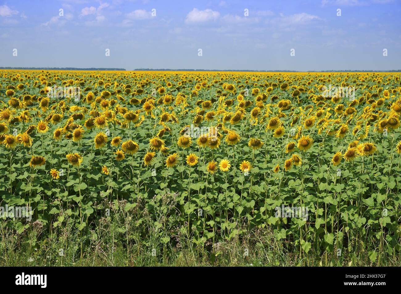 Sunflower field under blue sky on a sunny day. Agricultural landscape ...