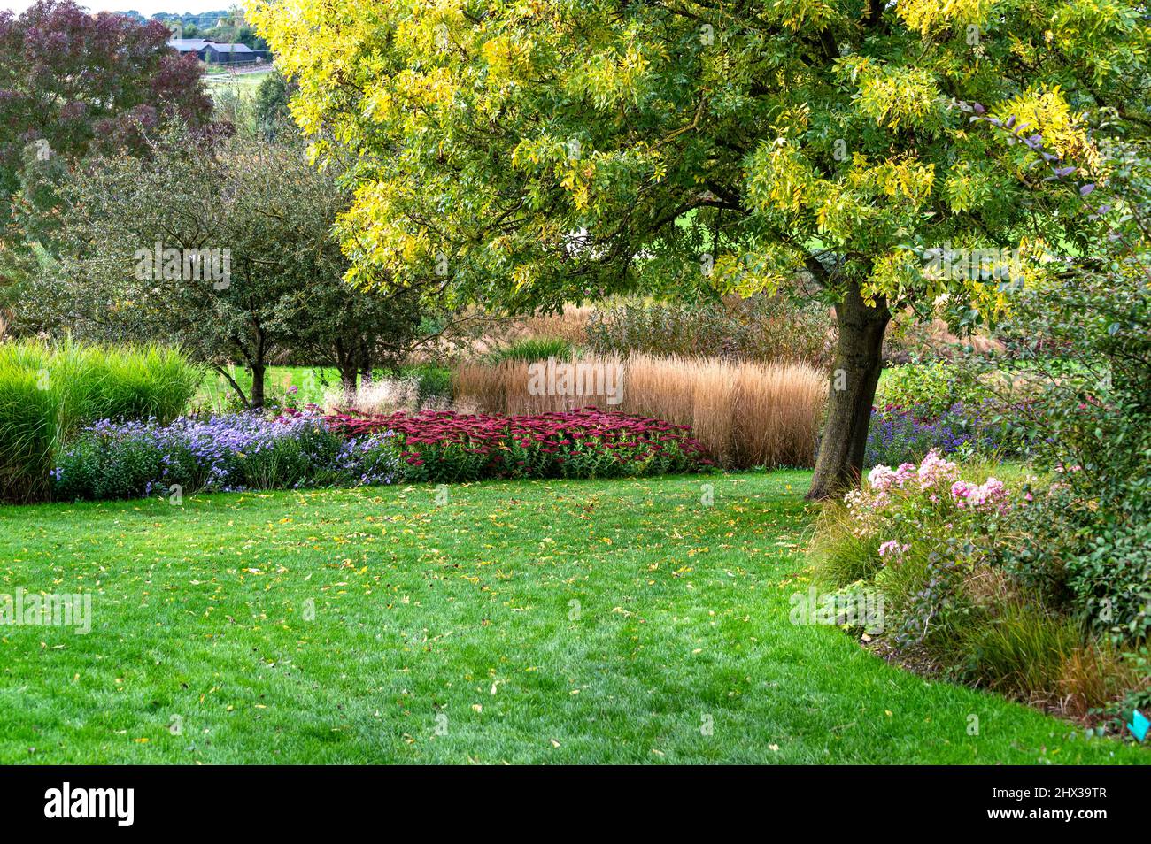 Mixed borders of shrubs, trees, and perennials, showing a lot of interest and colour in autumn. Stock Photo