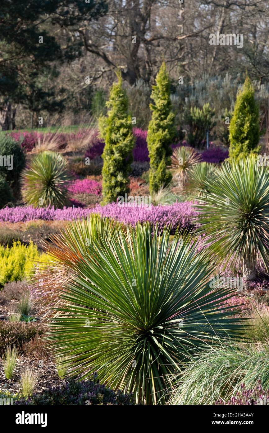 Colourful calluna vulgaris low flowering heather flowers, with small Cordyline palm tree. Photographed in the RHS Wisley garden, Surrey UK. Stock Photo