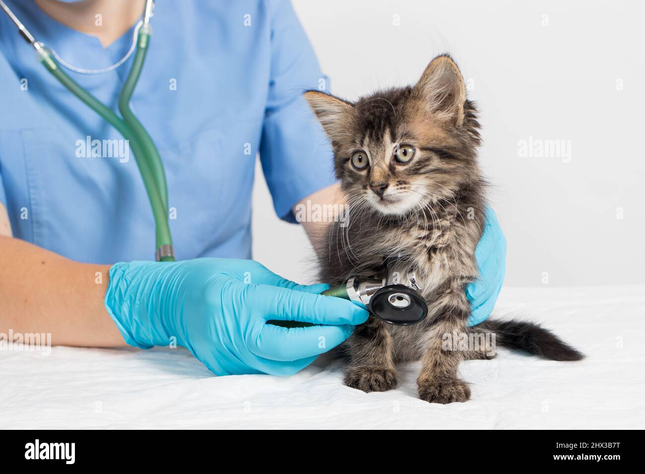The veterinarian examines the heart and lungs of the kitten with a stethoscope. Veterinary clinic, treatment and prevention of diseases in cats and Stock Photo
