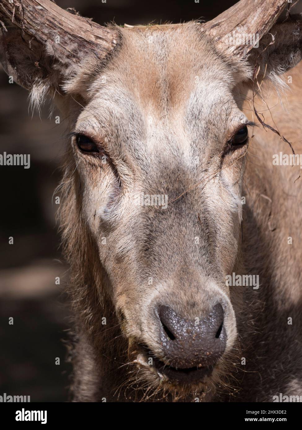 Portrait of an old deer in profile in summer Stock Photo Alamy