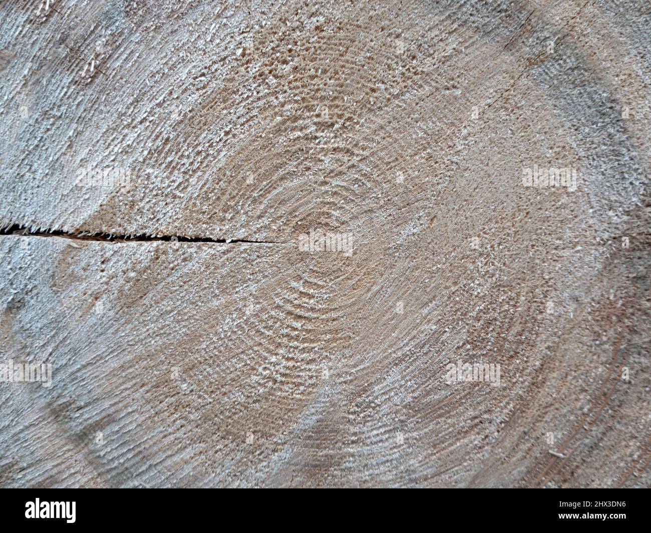 Tree rings saw cut tree trunk background Stock Photo - Alamy