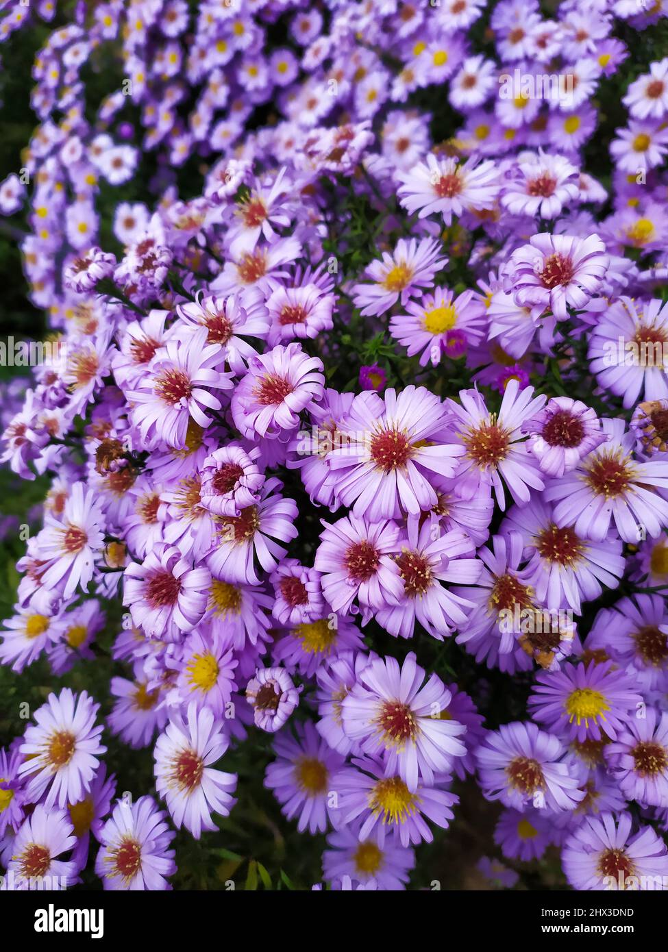 Bushy aster. Flower texture Stock Photo