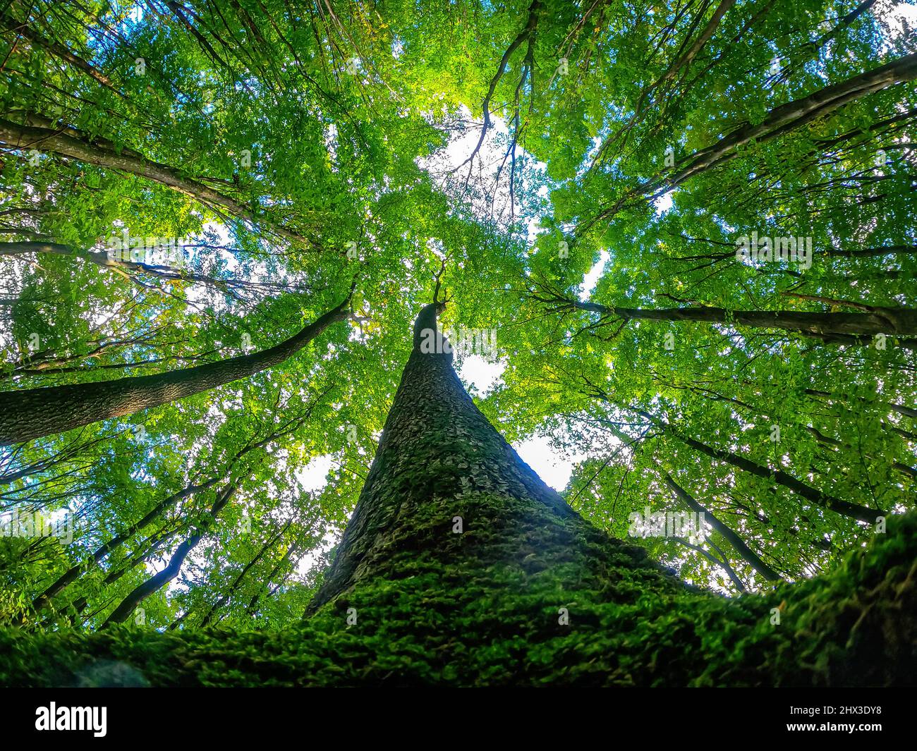 Bottom view of sunlight through treetops. Rough tree trunk. Summer