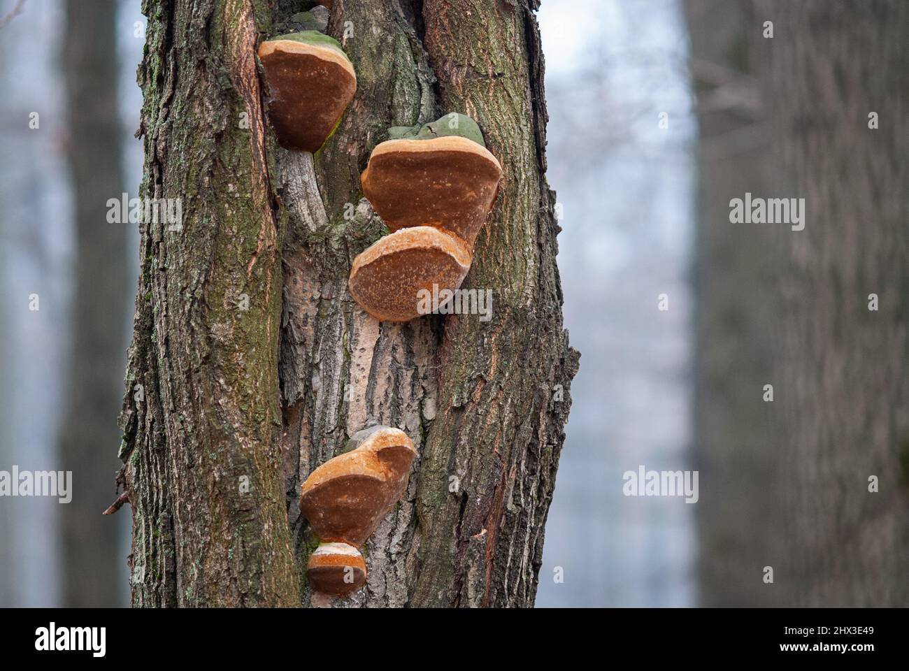 Shelf Fungus growing on tree trunk Stock Photo