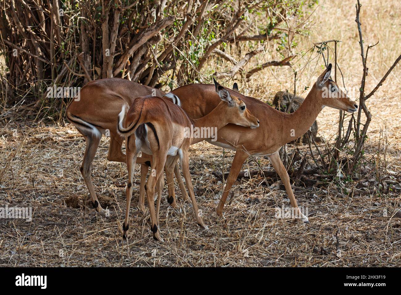 gazelles; grazing antelope; herbivore; mammal; ringed horns; wildlife, animal, 1 head moving, Tarangire National Park; Tanzania; Africa Stock Photo