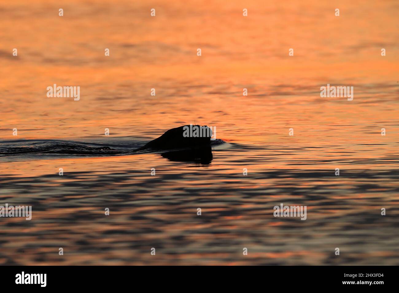 River Otter Swimming Silhouette