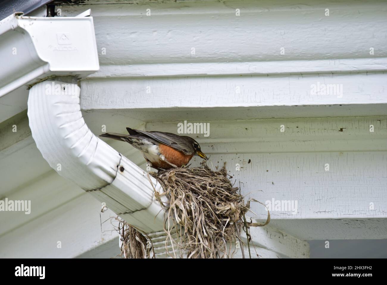 Female robin makes nest on rain gutter in spring Stock Photo Alamy
